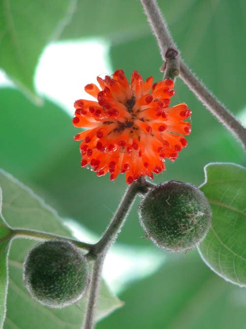 Broussonetia papyrifera